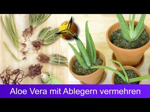 Aloe Vera mit Ableger vermehren