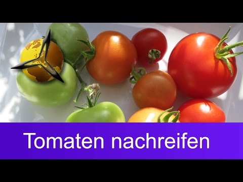 Unreife grüne Tomaten nachreifen lassen