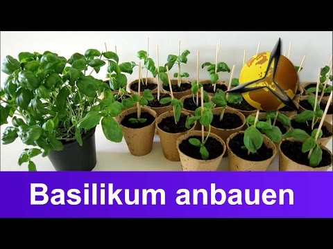 Basilikum selber anbauen, ernten und lagern
