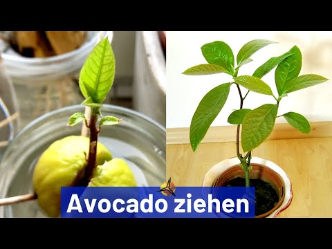 Avocado pflanzen: Avocadobaum selber ziehen