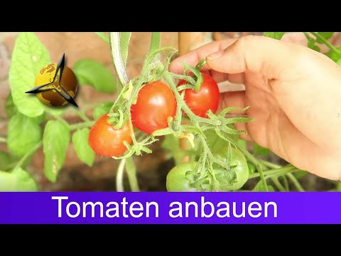 Tomaten selber ziehen: Tomatenanbau für Anfänger