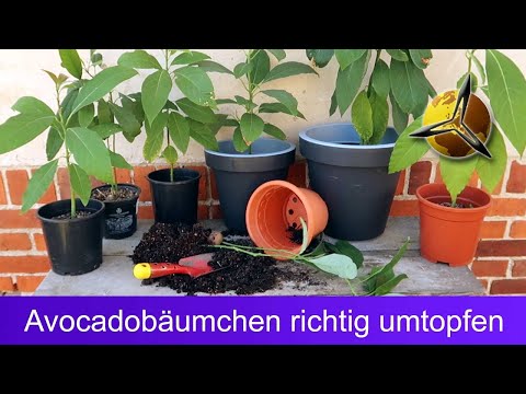 Avocado Pflanze richtig umtopfen