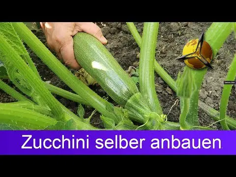 Zucchini selber pflanzen ernten lagern