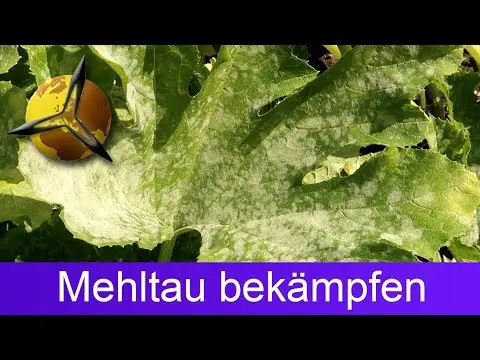 (Echter) Mehltau bei Zucchini bekämpfen