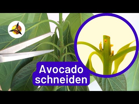 Avocado Pflanze schneiden: Avocadobaum zurückschneiden