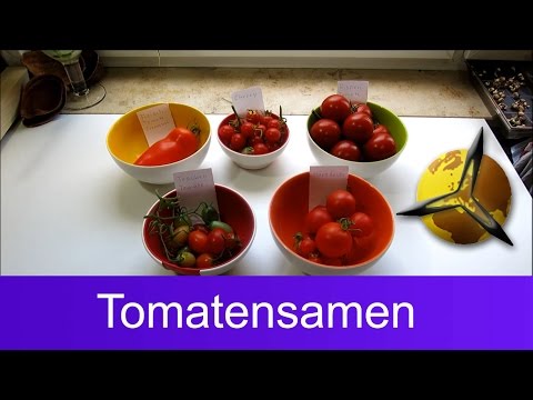 Tomatensamen selber gewinnen: Saatgut für Tomaten selber machen