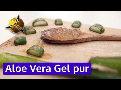 Aloe Vera Gel pur aus Blättern ernten / herstellen
