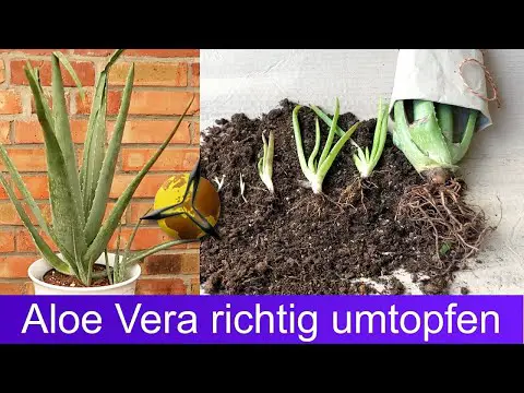 Aloe Vera richtig umtopfen – Anleitung