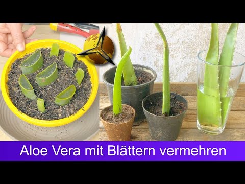 Aloe Vera mit Blättern Stecklingen vermehren?