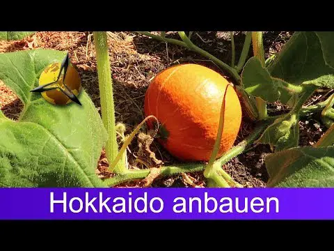 Kürbis pflanzen: Hokkaido selber anbauen &amp; ernten