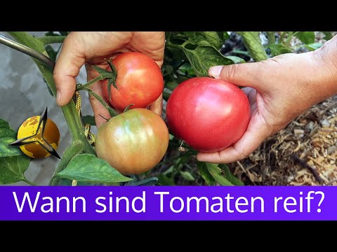 Tomaten Reife: Wann sind Tomaten reif
