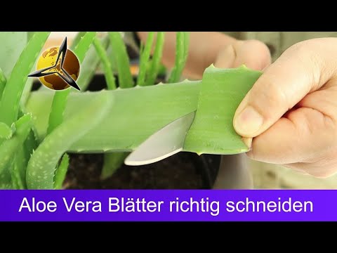 Aloe Vera Blätter schneiden &amp; aufbewahren