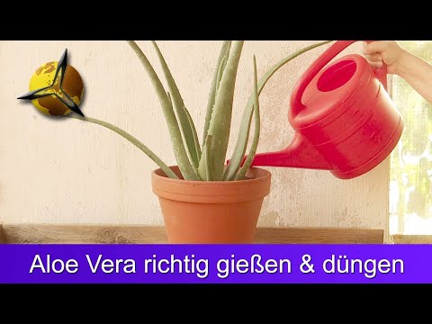 Aloe Vera richtig gießen und düngen