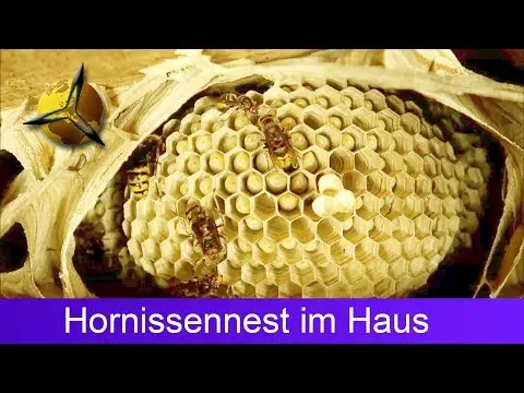 Hornissen: Hornissennest im Haus / Dachboden