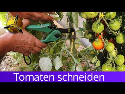 Tomatenpflanze schneiden, Tomaten ausgeizen