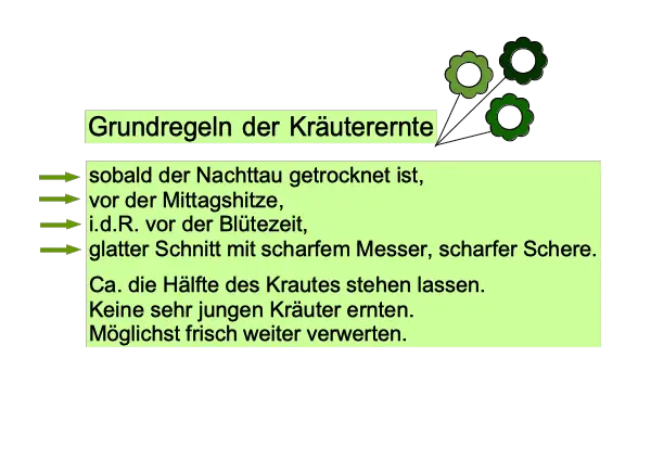 Richtige Erntezeit von Kräutern