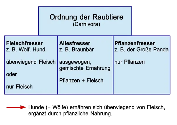 Ordnung der Raubtiere