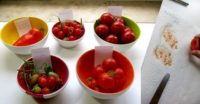 Tomatensamen gewinnen