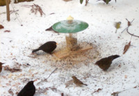 Vogelfutter selber machen Rezepte