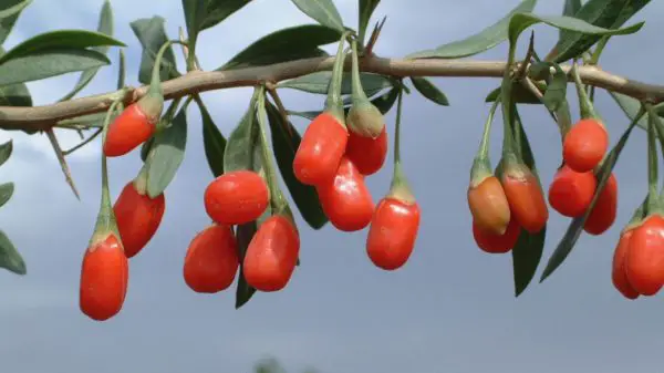 frische Goji Beeren