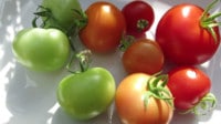 Grüne unreife Tomaten nachreifen lassen
