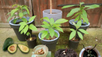 Avocado anpflanzen Avocadobaum pflegen
