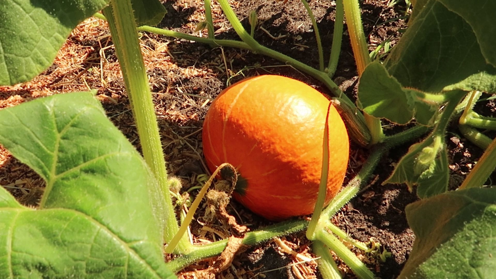 Kürbis pflanzen Hokkaido selber anbauen & ernten Philognosie