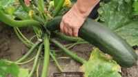 Zucchini selber anbauen und ernten