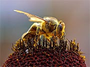 Insektenhotel selber bauen