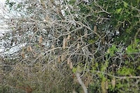 Kigeline Creme Schönheitstipp Leberwurstbaum
