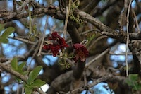 Leberwurstbaum mit Früchten