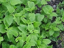 Zitronenmellisse Melisse Wirkung Heilkraut