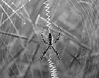 Tipps gegen Spinnen in Haus und Wohnung - Spinnen entfernen
