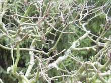 Apfelbaum vor Frost schützen