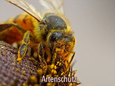 Bienenhotel für Wildbienen selber bauen | Bienen Artenschutz