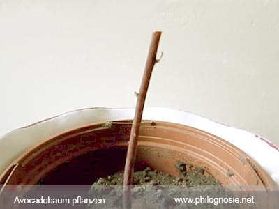Avocadobaum ziehen pfalnzen schneiden