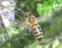 Insektenstiche behandeln mit Hausmitteln