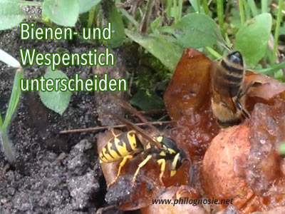 Bienen und Wespen unterscheiden