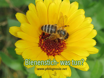 Bienenstich was tun? Welche Behandlung hilft gegen die Schwellung?
