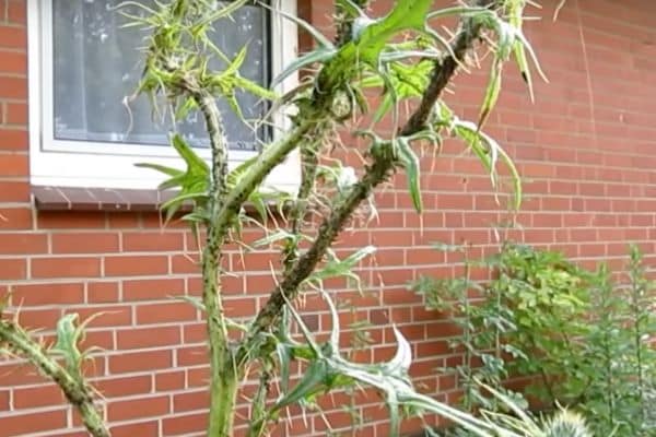 Blattläuse biologisch Hausmittel bekämpfen