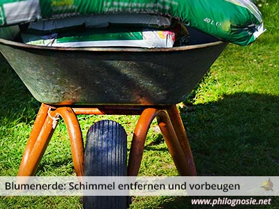 Blumenerde schimmelt: Schimmel im Blumentopf entfernen und ...