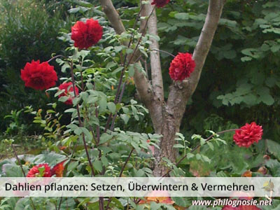 Dahlien pflanzen: Setzen, Überwintern & Vermehren