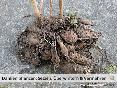 Dahlienknollen zum Überwintern bereit machen