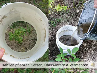 Dahlien im Garten pflanzen setzen