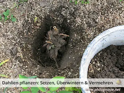 Tipps zum pflanzen setzen der Dahlien im Garten