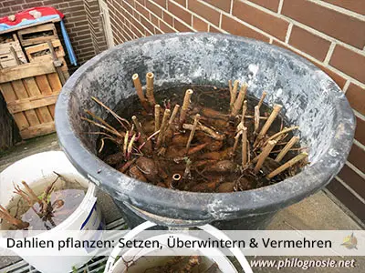 Dahlien Pflanzen setzen Garten Tipps