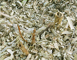 Dahlien pflanzen setzen mit Mulch schützen