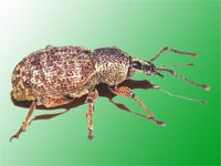 Dickmaulrüssler schwarzer Käfer Schädling biologisch bekämpfen