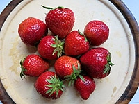 Erdbeeren pflanzen Erdbeerbeet selber anlegen Anleitung