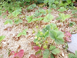 Erdbeeren anpflanzen - Pflanzen im Erbeerbeet verteilen